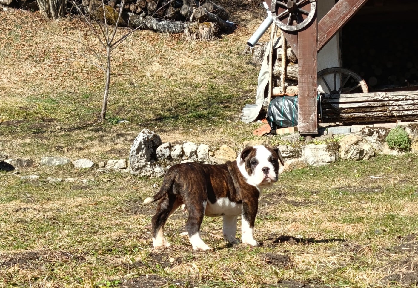Bulldog continental - La Casa Des Chula