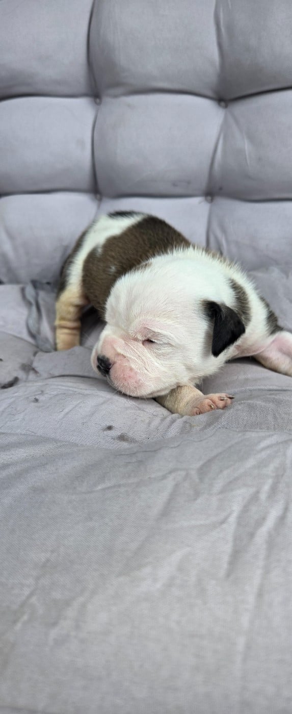 Bulldog continental - La Casa Des Chula