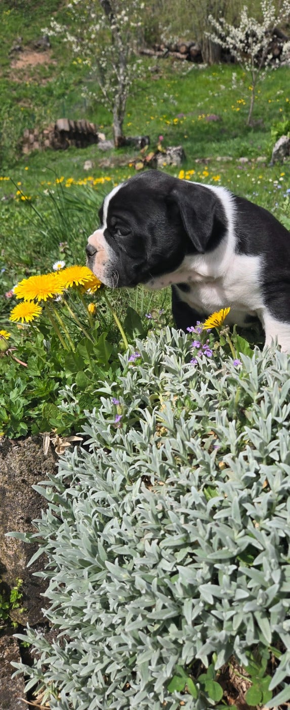 Bulldog continental - La Casa Des Chula