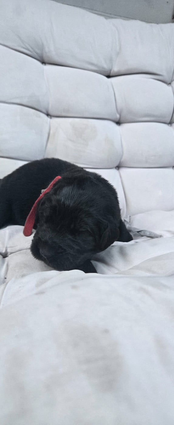 CHIOT 1