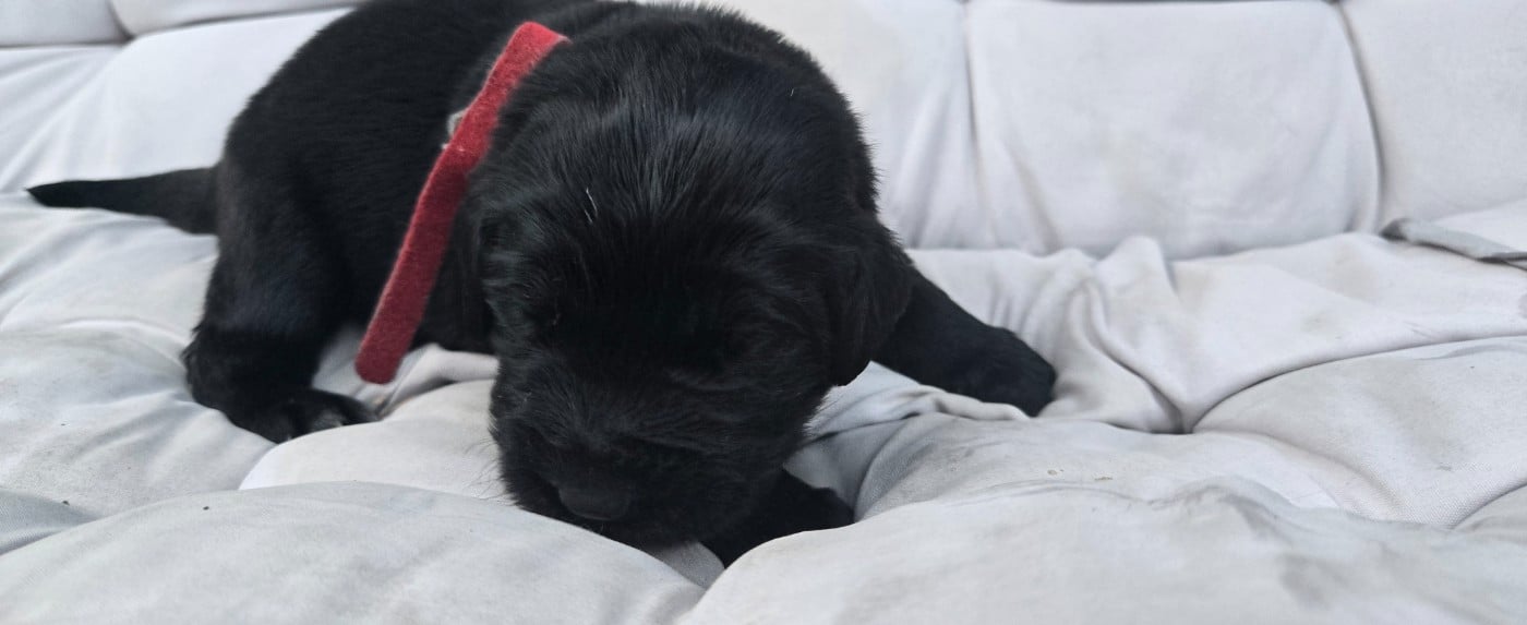 CHIOT 1