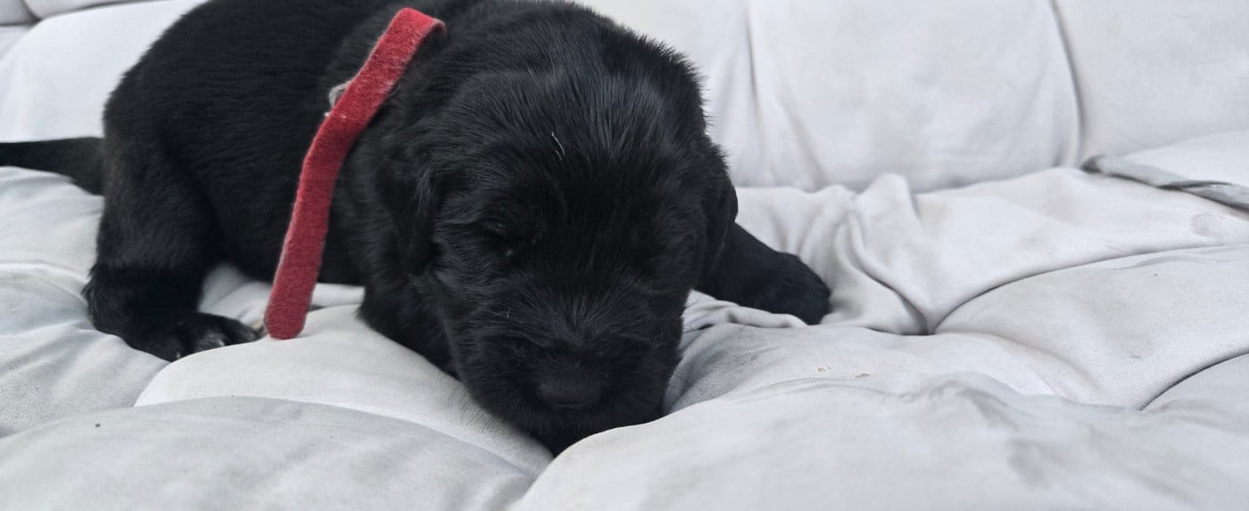 CHIOT 1