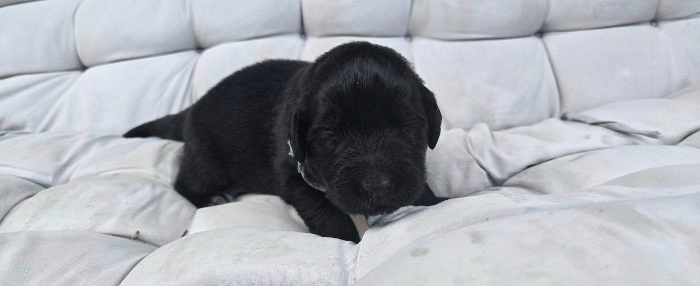 CHIOT 2