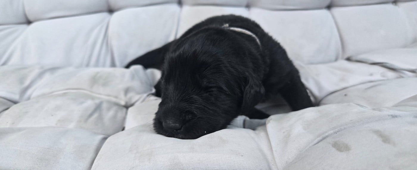 CHIOT 2