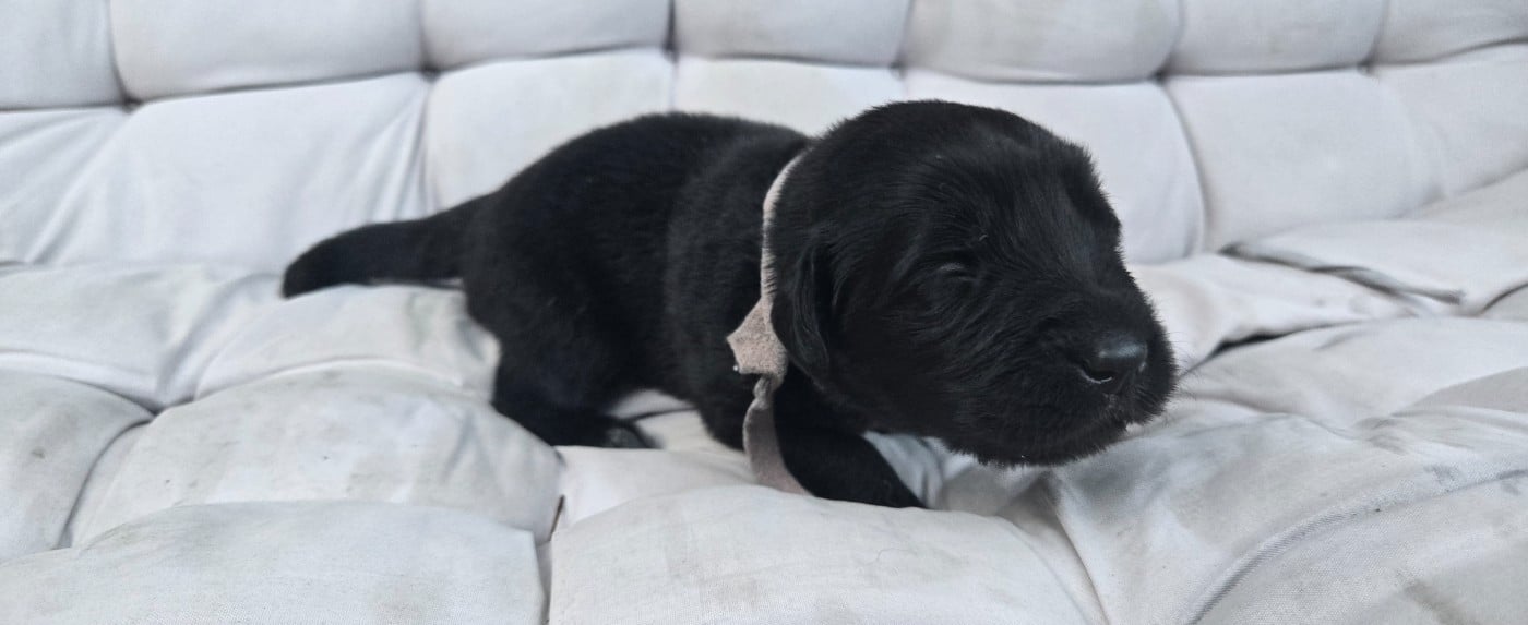 CHIOT 2