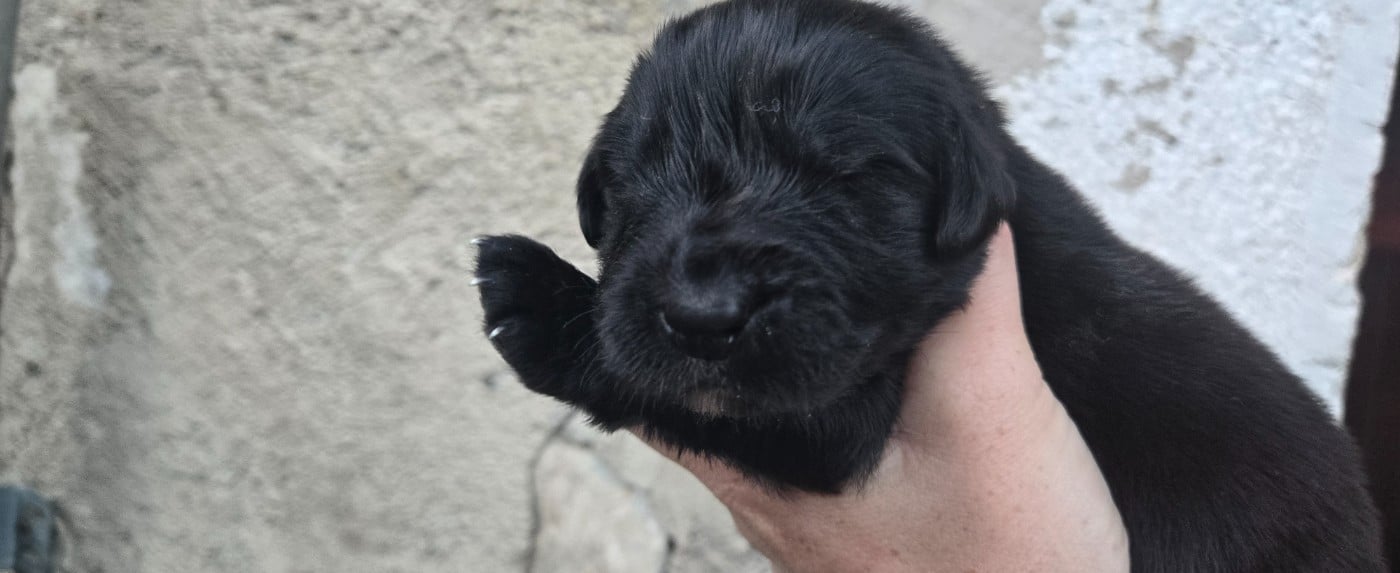 CHIOT 3