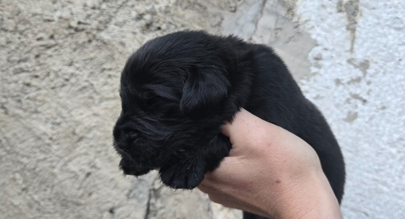 CHIOT 3