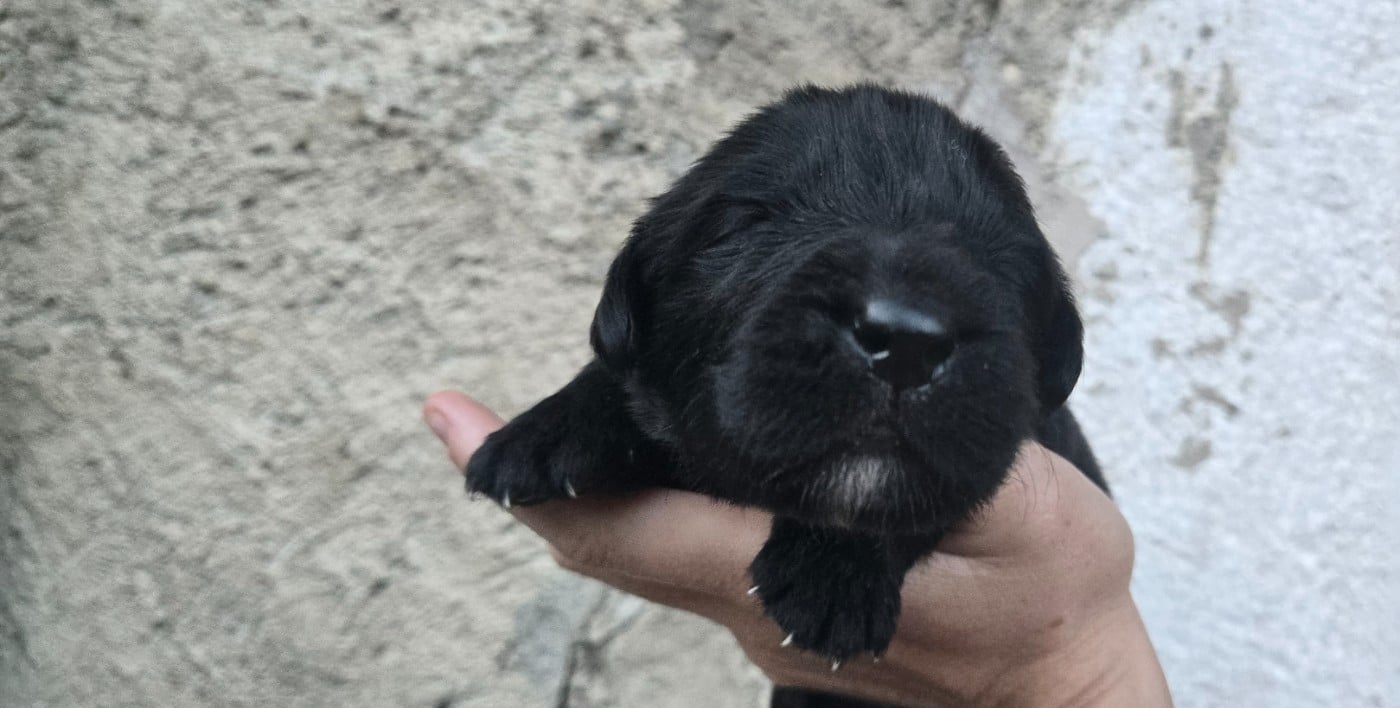 CHIOT 3