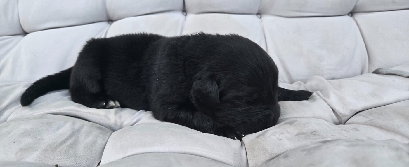 CHIOT 3