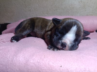 CHIOT 3 - Bulldog continental