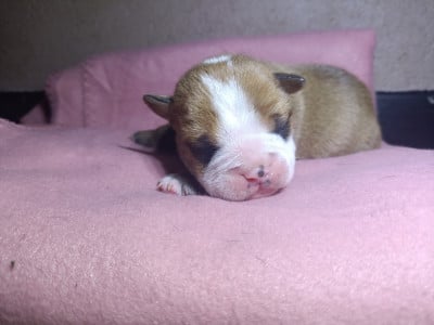 CHIOT 4 - Bulldog continental