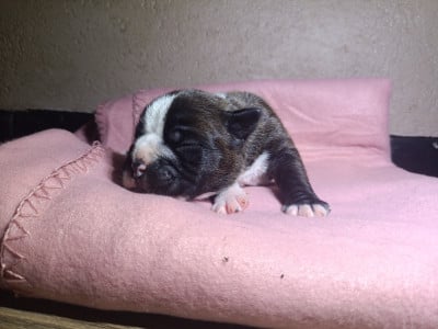 CHIOT 5 - Bulldog continental