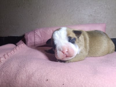 Les chiots de Bulldog continental