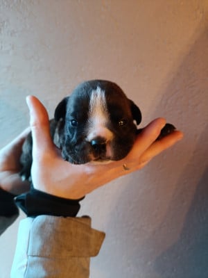 Les chiots de Bulldog continental