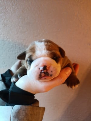 Les chiots de Bulldog continental