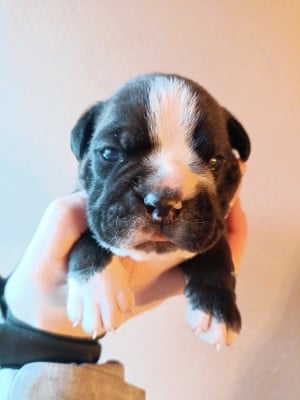 Les chiots de Bulldog continental