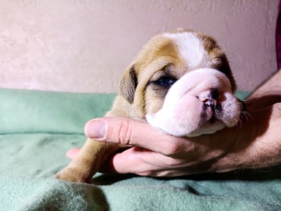 Les chiots de Bulldog continental