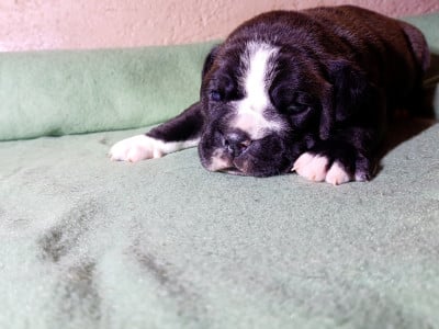 Les chiots de Bulldog continental