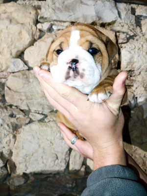 Les chiots de Bulldog continental
