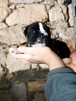 Les chiots de Bulldog continental