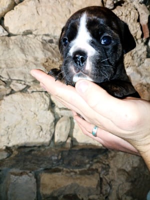 Les chiots de Bulldog continental