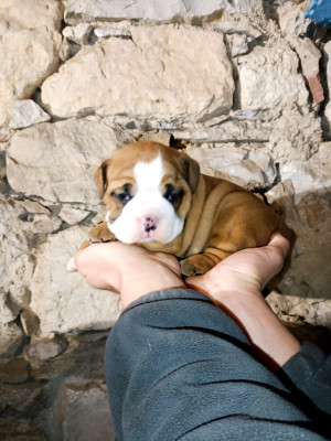 Les chiots de Bulldog continental