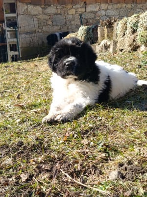 Les chiots de Terre-neuve