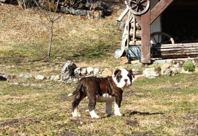 Les chiots de Bulldog continental