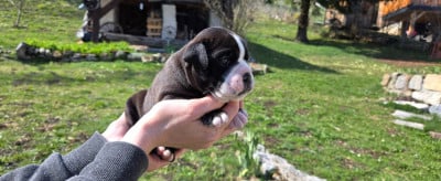 Les chiots de Bulldog continental