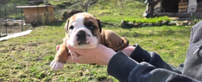 Les chiots de Bulldog continental