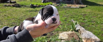 Les chiots de Bulldog continental