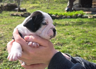 Les chiots de Bulldog continental