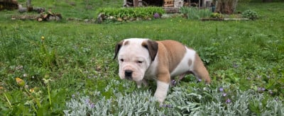 Les chiots de Bulldog continental