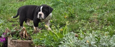Les chiots de Bulldog continental