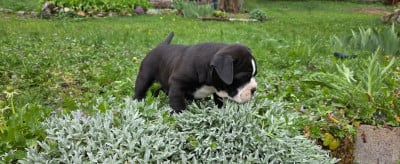 Les chiots de Bulldog continental