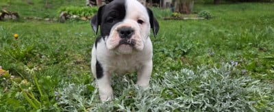 Les chiots de Bulldog continental