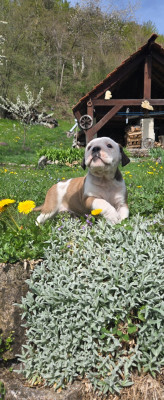 Les chiots de Bulldog continental