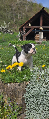 Les chiots de Bulldog continental