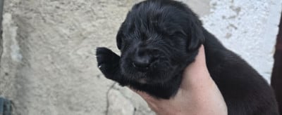 Les chiots de Terre-neuve