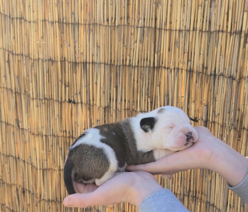 Bulldog continental - La Casa Des Chula