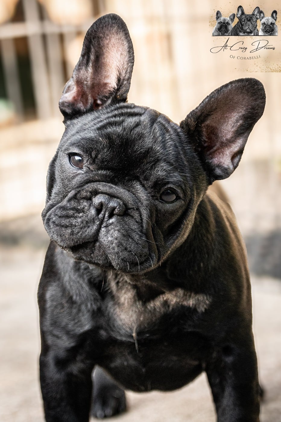 Yoggy at Crazy Dreams of Corabelli