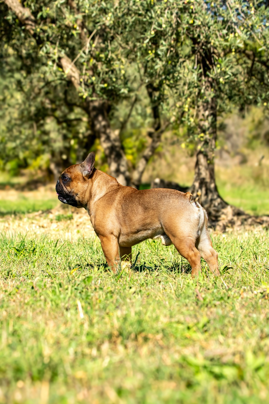 Undy at Crazy Dreams of Corabelli