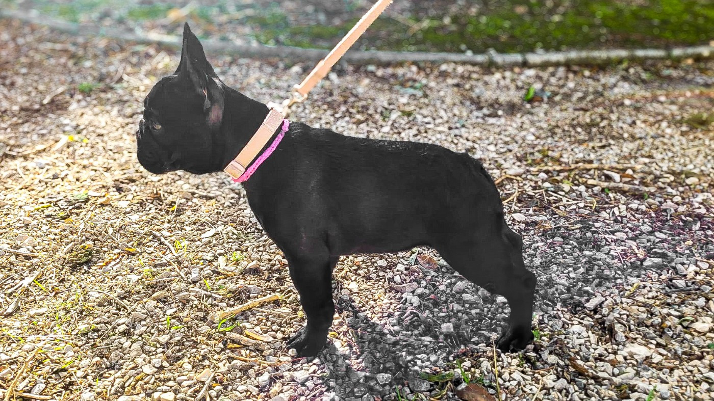 Yeti Pink at Crazy Dreams of Corabelli