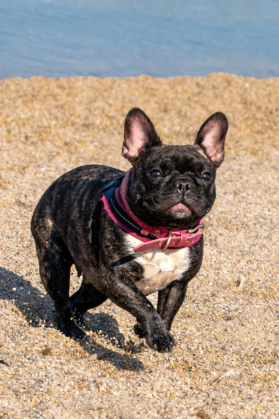 Una pepita at Crazy Dreams of Corabelli