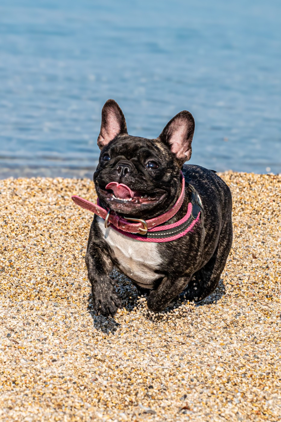 Una pepita at Crazy Dreams of Corabelli