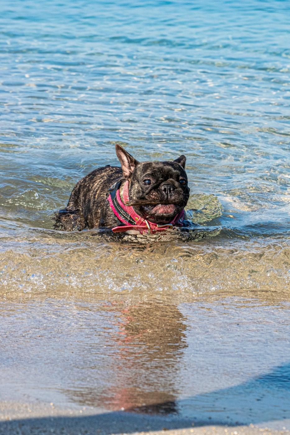 Una pepita at Crazy Dreams of Corabelli