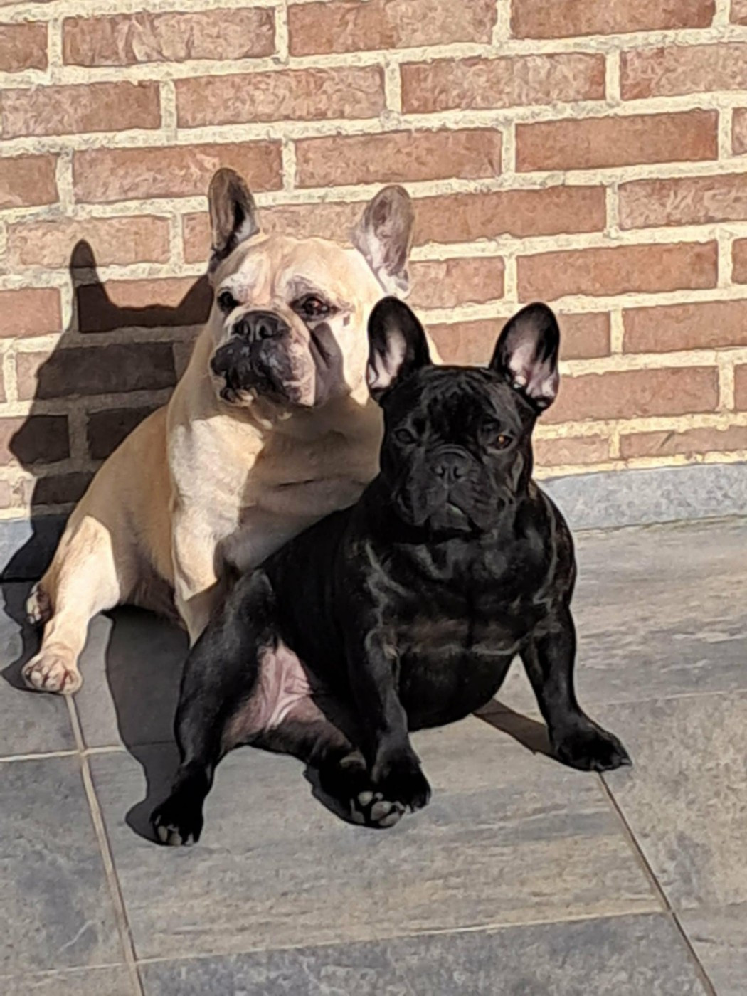 Yuzu at Crazy Dreams of Corabelli