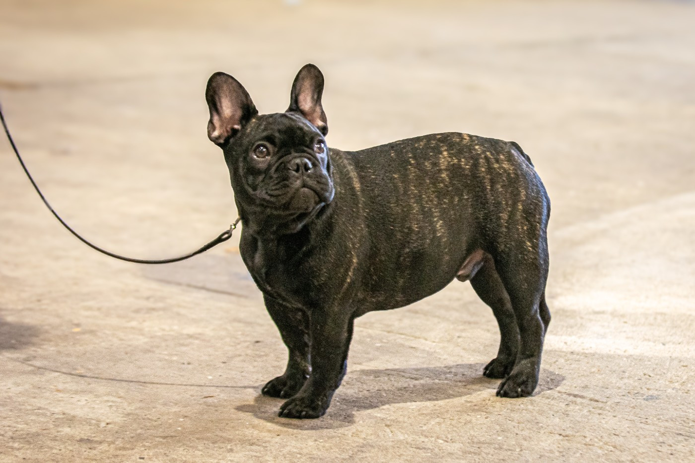 Yankee at Crazy Dreams of Corabelli