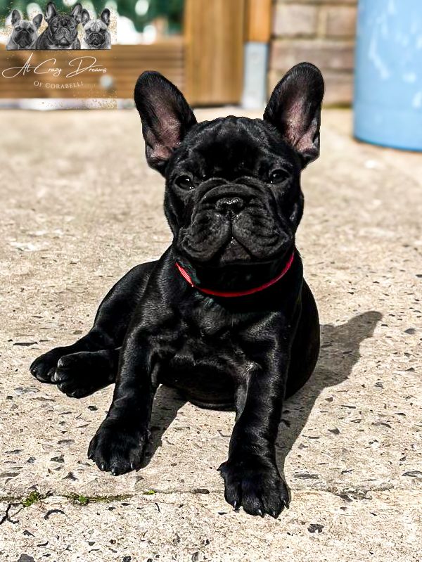 Yoggy at Crazy Dreams of Corabelli