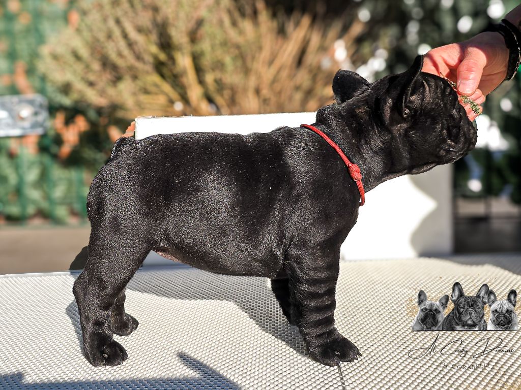 Yoggy at Crazy Dreams of Corabelli